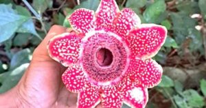 Phát hiện loài hoa quý hiếm Địa nhãn Himalaya trong rừng Phong Nha – Kẻ Bàng