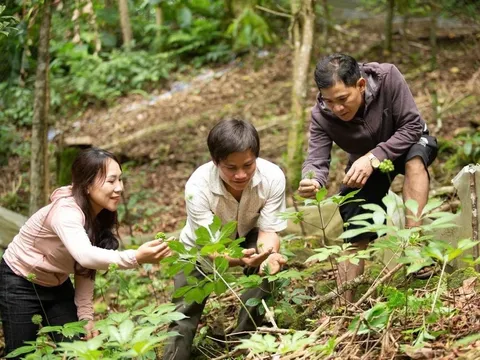 Quảng Ngãi viết lên giấc mơ trở thành “thủ phủ dược liệu” Việt Nam