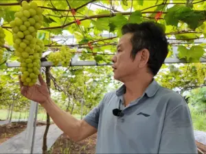 “Đột nhập” vườn nho sở hữu giống đắt nhất thế giới ngay tại Phú Thọ