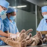 Nhung Việt – Giá trị từ cam kết